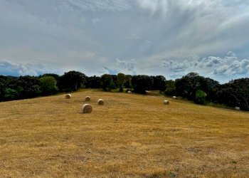 Foto 5 - Agricultural land Luogosanto - photo 5