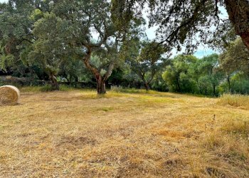 Foto 3 - Agricultural land Luogosanto - photo 3