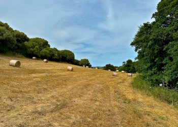 Foto 6 - Agricultural land Luogosanto - photo 6