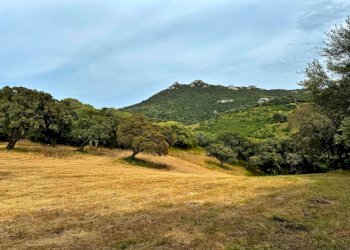 Foto 7 - Agricultural land Luogosanto - photo 7