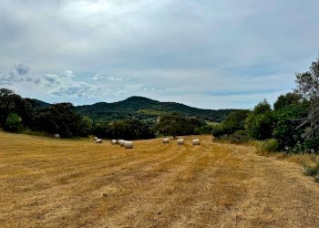 Foto 8 - Agricultural land Luogosanto - photo 8