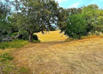 Foto 2 - Agricultural land Luogosanto - photo 2