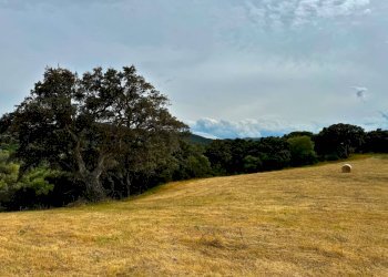 Foto 9 - Agricultural land Luogosanto - photo 9