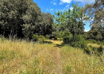 Foto 6 - Casa semi indipendente Località Stazzo Ziu Malcu Austinu, Luogosanto - foto 5