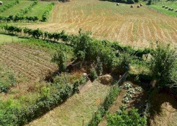 Foto 20 - Bilocale Castel San Niccolò - foto 20