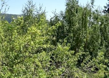 Foto 61 - Villa Bibbiena - foto 61