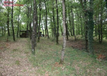 Foto 42 - Villa Bibbiena - foto 42