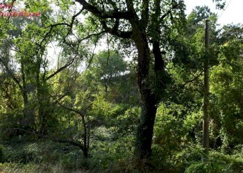 Foto 25 - Villa Podere IL CASONE
 
55/A, Poppi - foto 22