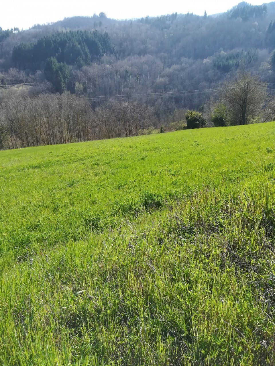 Foto 2 - Building land Loc.Pescaia, Pratovecchio Stia - photo 2