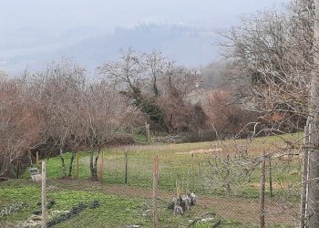 Foto 4 - Terreno edificabile Loc. Lonnano, Pratovecchio Stia - foto 4