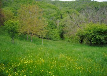 Foto 11 - Casa semi indipendente Monte Borgnoli, Ortignano Raggiolo - foto 11