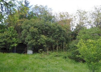 Foto 14 - Casa semi indipendente Monte Borgnoli, Ortignano Raggiolo - foto 14