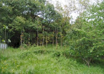 Foto 15 - Casa semi indipendente Monte Borgnoli, Ortignano Raggiolo - foto 15