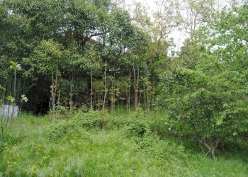 Foto 16 - Casa semi indipendente Monte Borgnoli, Ortignano Raggiolo - foto 16