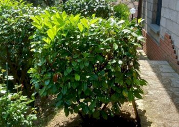 Foto 12 - Casa indipendente via Sante Bucciarelli
 
2, Talla - foto 12