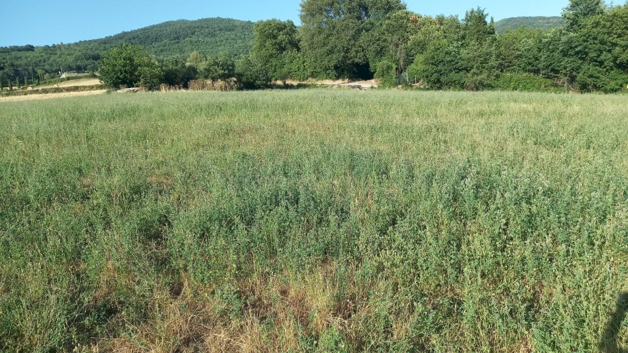 Foto 1 - Rustico Località Marciano, Bibbiena - foto 1