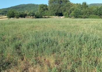 Foto 1 - Rustico Località Marciano, Bibbiena - foto 1