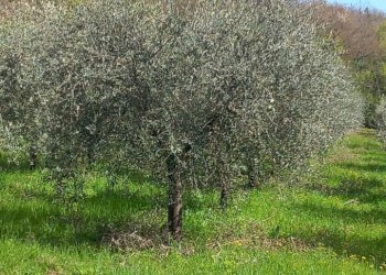 Foto 33 - Villa Loc. Sant'Angelo a Montegiovi
 
13, Subbiano - foto 33