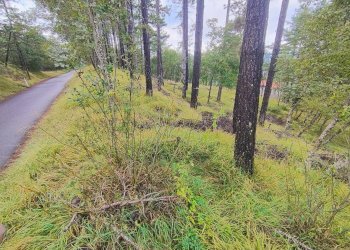 Foto 9 - Terreno agricolo via del Corniolo
 
6, Poppi - foto 9