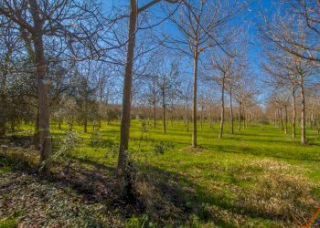 Foto 55 - Villa strada provinciale 24 noto
 
snc, Noto - foto 55