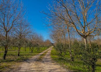 Foto 57 - Villa strada provinciale 24 noto
 
snc, Noto - foto 57