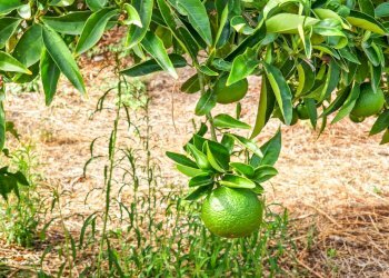 Foto 12 - Rustic strada provinciale 81
 
snc, Castiglione di Sicilia - photo 12