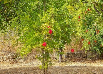 Foto 13 - Rustic strada provinciale 81
 
snc, Castiglione di Sicilia - photo 13