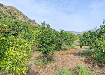 Foto 15 - Rustic strada provinciale 81
 
snc, Castiglione di Sicilia - photo 15