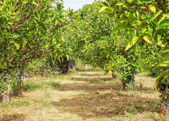 Foto 20 - Rustic strada provinciale 81
 
snc, Castiglione di Sicilia - photo 20
