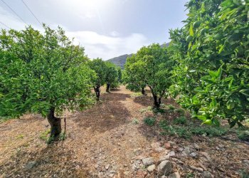 Foto 23 - Rustic strada provinciale 81
 
snc, Castiglione di Sicilia - photo 23