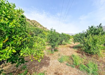 Foto 27 - Rustic strada provinciale 81
 
snc, Castiglione di Sicilia - photo 27