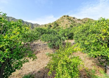 Foto 28 - Rustic strada provinciale 81
 
snc, Castiglione di Sicilia - photo 28