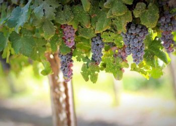 Foto 3 - Azienda agricola strada provinciale 50, Noto - foto 3