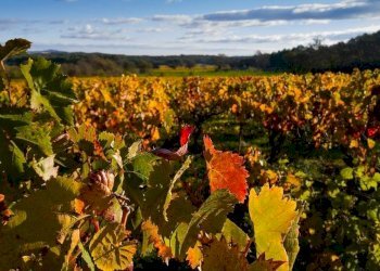 Foto 4 - Azienda agricola strada provinciale 50, Noto - foto 4