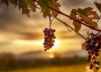 Foto 12 - Azienda agricola strada provinciale 50, Noto - foto 12