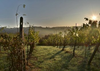 Foto 13 - Azienda agricola strada provinciale 50, Noto - foto 13