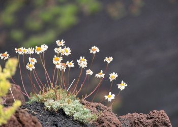 Foto 4 - Terreno agricolo ss120
 
snc, Linguaglossa - foto 4