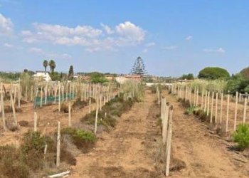 Foto 16 - Villa Via dei Gelsomini
 
snc, Ispica - foto 16