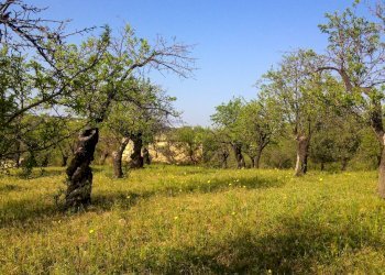 Foto 5 - Rustico Strada Statale 115
 
snc, Noto - foto 5