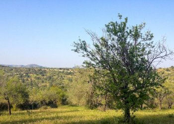 Foto 7 - Rustico Strada Statale 115
 
snc, Noto - foto 7