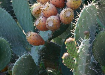 Foto 60 - Hotel contrada favara
 
snc, Ispica - foto 60