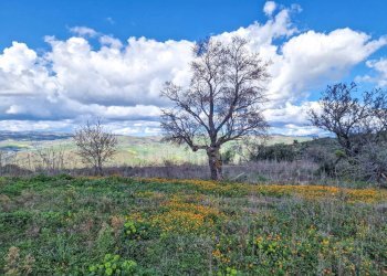 Foto 20 - Rustico contrada pacinosi
 
snc, Nissoria - foto 20