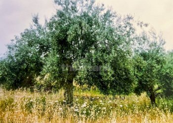 Foto 9 - Rustico Contrada Capreria
 
snc, Ragalna - foto 9