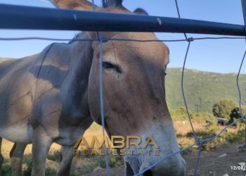 Foto 1 - Rustico Oschiri - foto 1