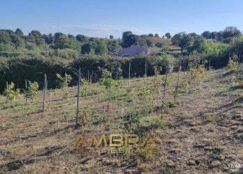 Foto 26 - Rustico Oschiri - foto 26