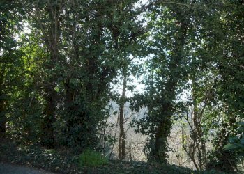 Terreno - Bilocale via di San Luca, Bologna (zona Colli) - foto 12