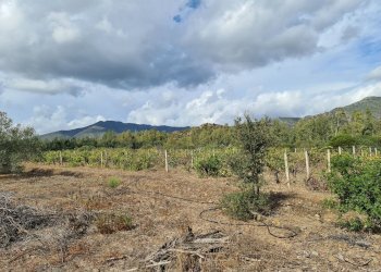 Foto 2 - Terreno agricolo Ex Ss 125, San Vito - foto 2