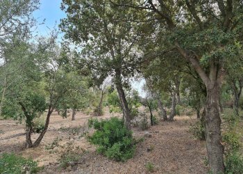 Foto 4 - Terreno agricolo Ex Ss 125, San Vito - foto 4