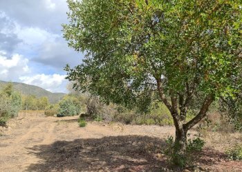 Foto 5 - Terreno agricolo Ex Ss 125, San Vito - foto 5