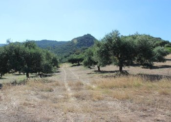 Foto 6 - Terreno agricolo Via San Pietro, Castiadas - foto 6